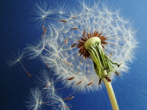 Dandelion2