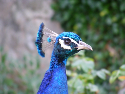 peacock