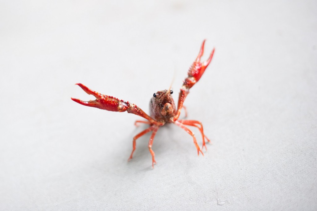 Most adorable crawfish photo ever