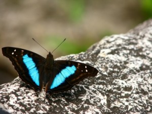 blue butterfly