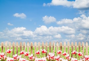 tulips and fence - Satit Srihin - fdp