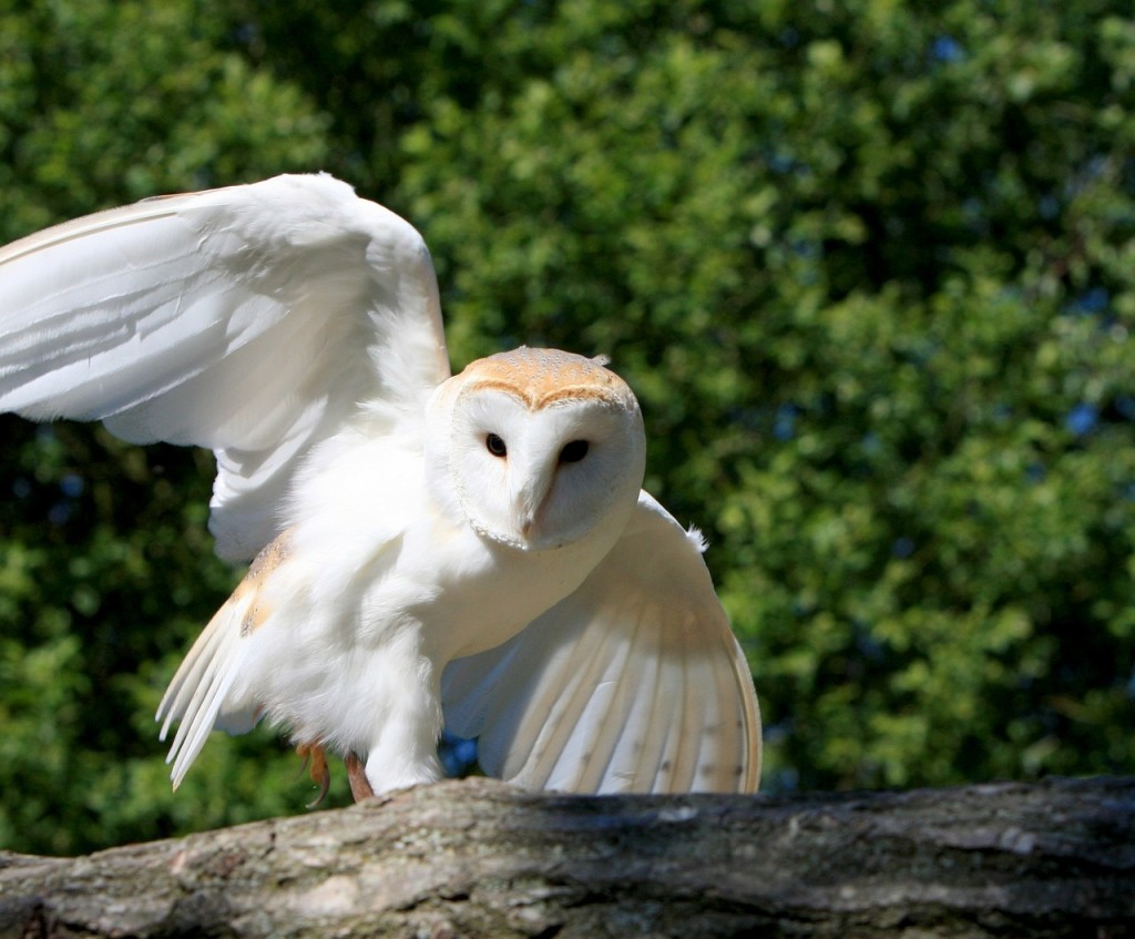 barn-owl-220497_1280 (1)