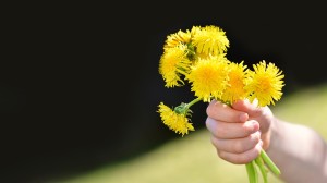 dandelion-735814_1920